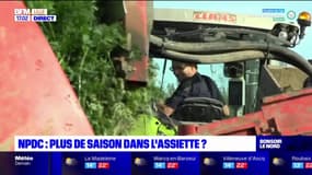 Nord-Pas-de-Calais: la douceur impacte les récoltes agricoles