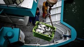 Des pêcheurs déchargent leurs prises au port Chef de Baie de La Rochelle, le 21 février 2024, alors que la pêche dans le golfe de Gascogne a repris après une interdiction d'un mois 