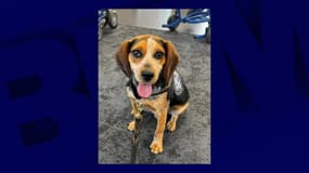 Le chien de la douane Freddie, frappé par un individu à l'aéroport de Washington DC le 24 juin 2025