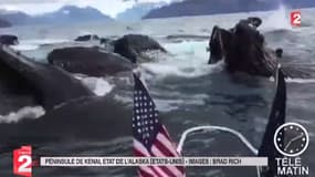 Zapping TV : Des pêcheurs surpris par un banc de baleines