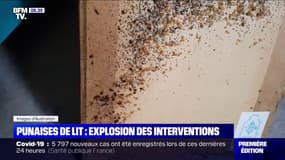 Confinement: le nombre d'interventions pour éradiquer les punaises de lit a explosé cette année