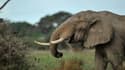 Un braconnier tué par un éléphant