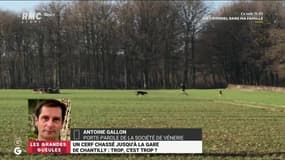 Faut-il interdire la chasse à courre?