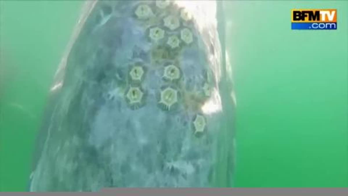 placeholder video