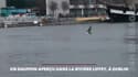 Un dauphin aperçu dans la rivière Liffey à Dublin