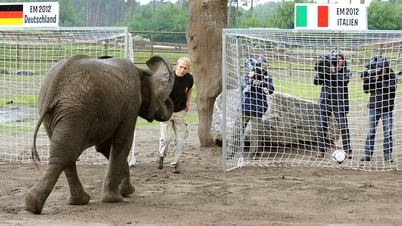 Nelly l'éléphant lors de l'Euro 2012.