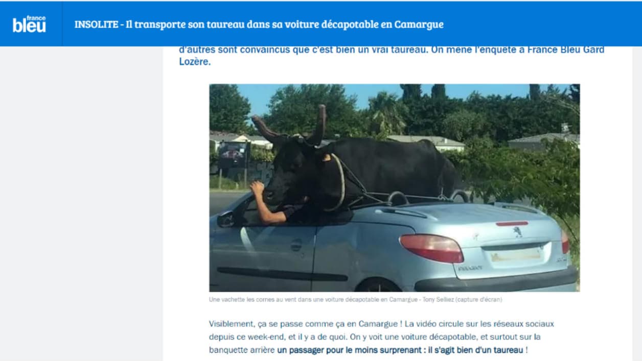 Copie d'écran France Bleu Gard Lozère - Un taureau dans une décapotable en Camargue Copie d'écran France Bleu Gard Lozère - Un taureau dans une décapotable en Camargue