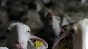 Brebis à Millau en 2013. (Photo d'illustration)