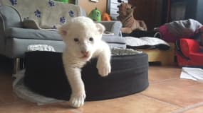  Ils s'appellent Nala et Simba, ces deux lionceaux blancs sont nés en Normandie 