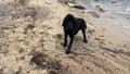 Les chiens sont autorisés sur une plage de Vallauris (Alpes-Maritimes).