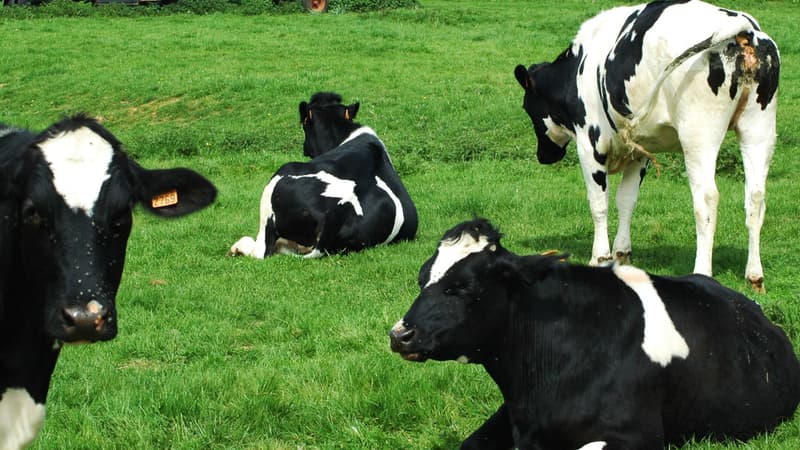 Vache dans un pré. (illustration)