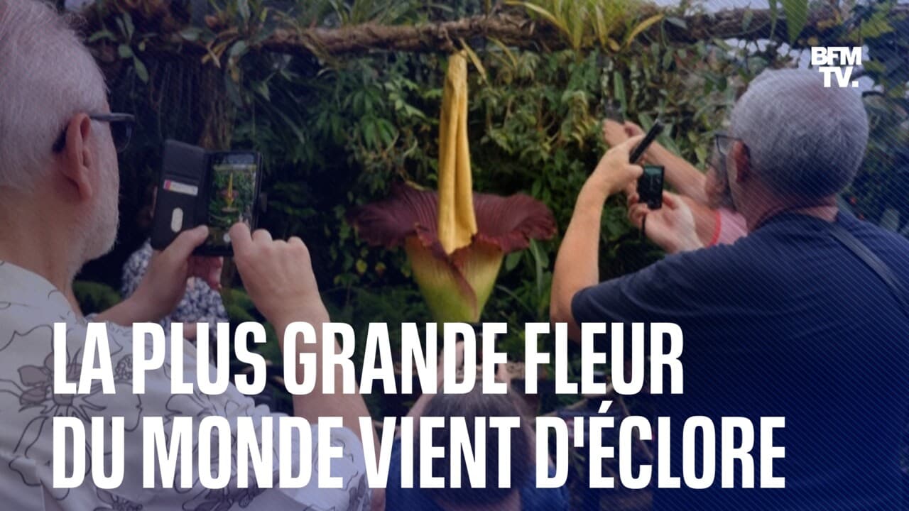 La Plus Grande Fleur Du Monde Vient D Clore Nancy M Dias