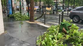 Des arbres sont tombés à Paris après les rafales de vent de ce dimanche.