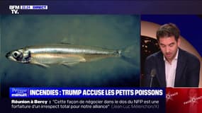Incendies en Californie: quand Donald Trump accuse un "petit poisson sans intérêt"