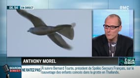 "La chronique d'Anthony Morel": des pigeons-robots pour surveiller les Chinois