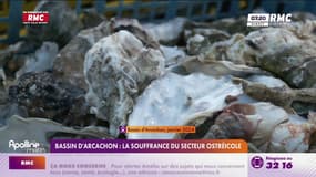 Retour des huîtres sur les tables, mais des difficultés persistent pour le bassin d’Arcachon