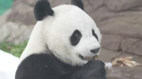 Ce panda géant profite des premières neiges dans son zoo en Chine