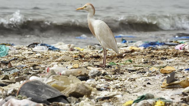 Image d'illustration - Un oiseau posé sur une plage couverte de détritus à Dakar, au Sénégal.