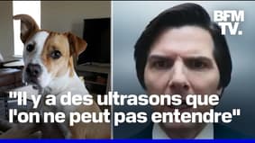 Pourquoi les chiens ont-ils peur de la série Severance?