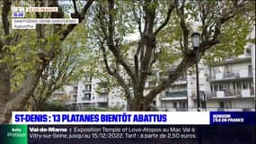 Seine-Saint-Denis: 13 platanes bientôt abattus à Saint-Denis