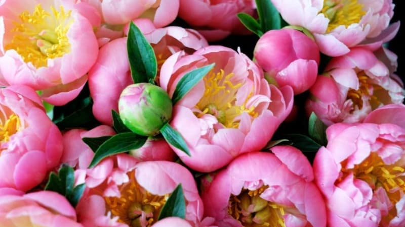 Fête des mères: le prix du bouquet de pivoines explose
