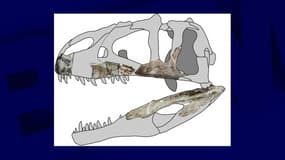 Une reconstitution de ce à quoi ressemblait le crâne de Siamraptor suwati