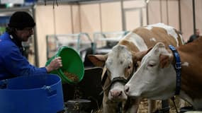 Un éleveur nourrit ses vaches au Salon de l'agriculture, à la veille de son ouverture au public, le 24 février 2023 à Paris