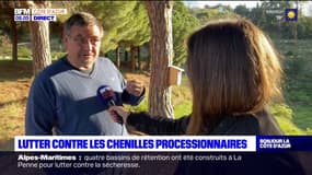 Menton: la Ville lutte contre les chenilles processionnaires