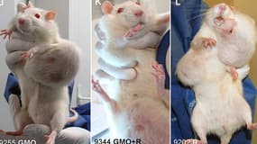 Photos de rats nourris aux OGM dans le cadre de l'étude du professeur Séralini
