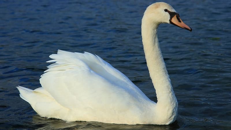 Sautant à l'eau pour secourir un cygne, les deux pompiers se sont retrouvés pris dans des remous. (photo d'illustration)