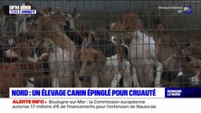 Nord: un élevage canin épinglé pour cruauté