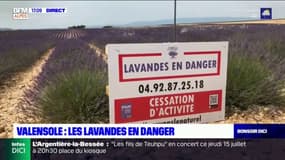 Valensole: les lavandes en danger