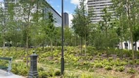 La place de Catalogne, à Paris, transformée en forêt urbaine, le 13 juin 2024.