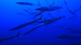 Des barracudas dans la mer Méditerranée au large de Marseille (Bouches-du-Rhône), en juillet 2024. Photo d'illustration