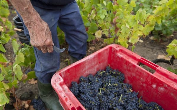 Des vendanges dans le Beaujolais.