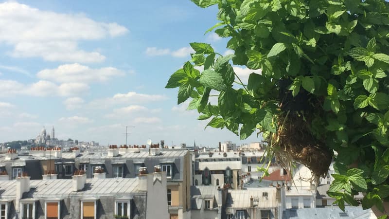 Sur le toit d'un bâtiment RATP, une start-up a installé des cultures d'herbes aromatiques.