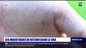  Var: les moustiques sont de retour dans le département