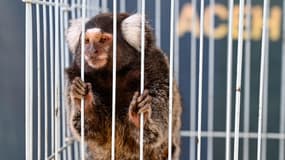 Un ouistiti dans une cage après une saisie en Indonésie le 1er avril 2022 (image d'illustration)