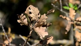 Des feuilles de chêne dans une forêt touchée par la sécheresse près de Manosque, dans les Alpes-de-Haute-Provence