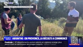En Provence, la cueillette des plantes servant à fabriquer l'absinthe a commencé