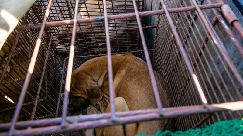 Corée du Sud: un texte interdisant le commerce de viande de chien adopté par le Parlement