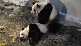Deux panda s'accouplent au zoo de Tokyo