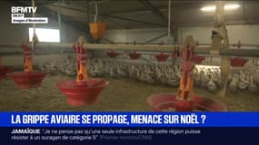 Plusieurs foyers de grippe aviaire identifiés en France