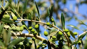 Le prix de l'huile d'olive au mois d'août a augmenté de 130% par rapport à l'année dernière. 