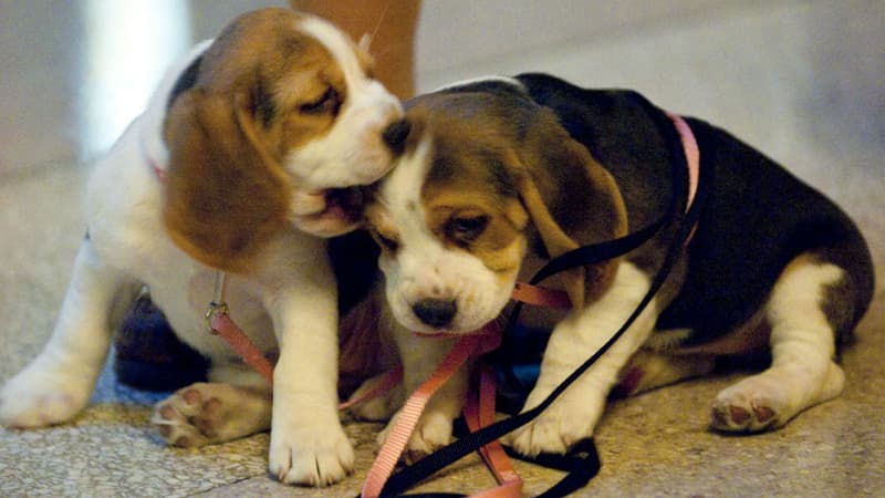 Deux chiots Beagle