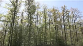 Les chênes de la forêt de Tronçais, en Auvergne-Rhône-Alpes, sont de plus en plus menacés par la sécheresse
