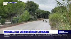 Bouches-du-Rhône: des chèvres sèment la pagaille dans le massif de la Nerthe