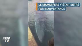Marseille: une baleine s'égare dans le Vieux-Port
