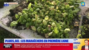 Pluies, gel: les maraîchers normands en première ligne