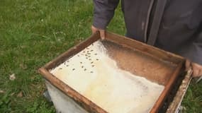 A Saint-Ciers-Champagne, en Charente-Maritime, les ruches de cet apiculteur sont quasiment vides.